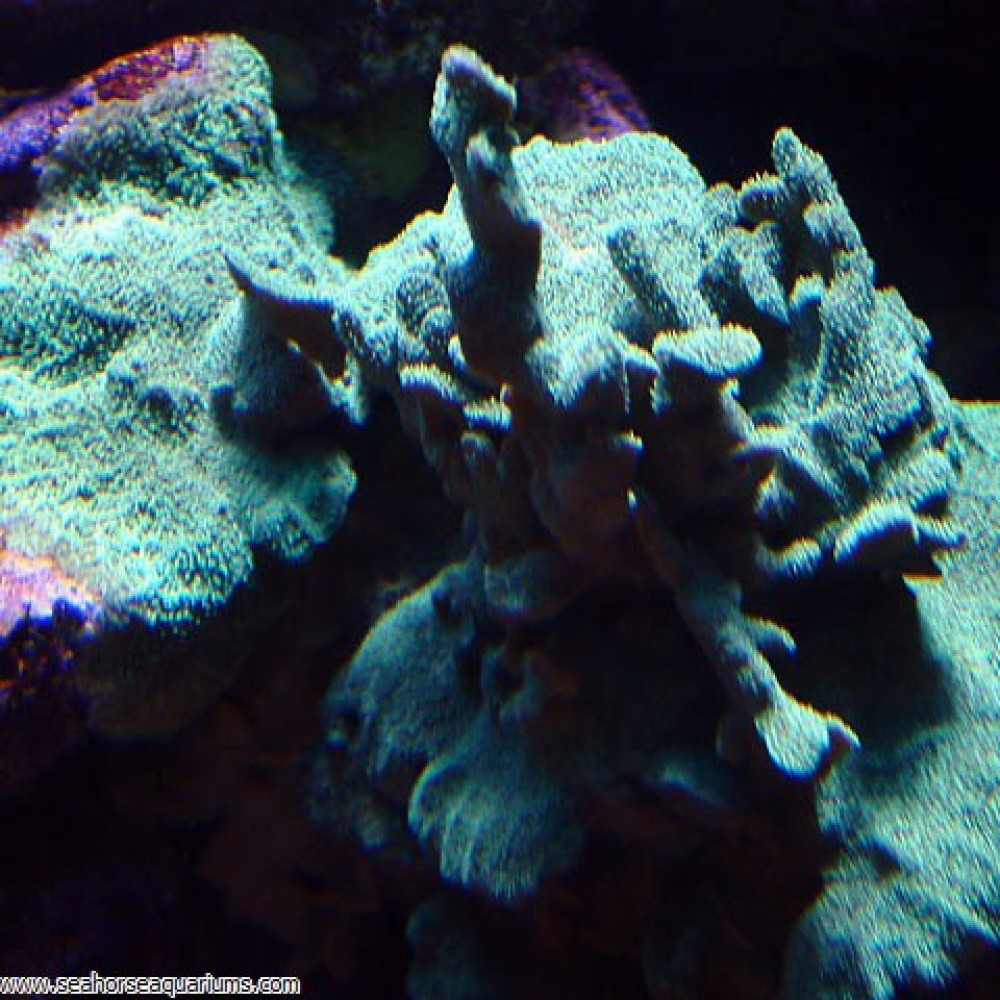 Cactus Coral - Small
