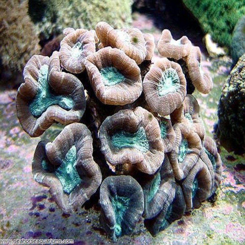 Candy Cane Coral - Small
