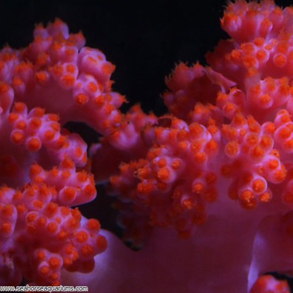 Carnation Tree Coral   XXX