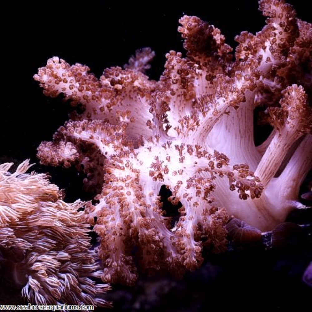 Cauliflower Colt Coral - Small