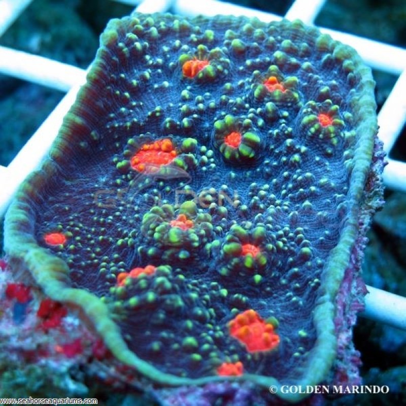 Chalice Coral - Small