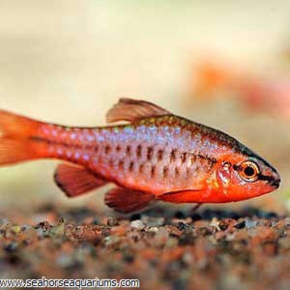 Cherry Barb - Small