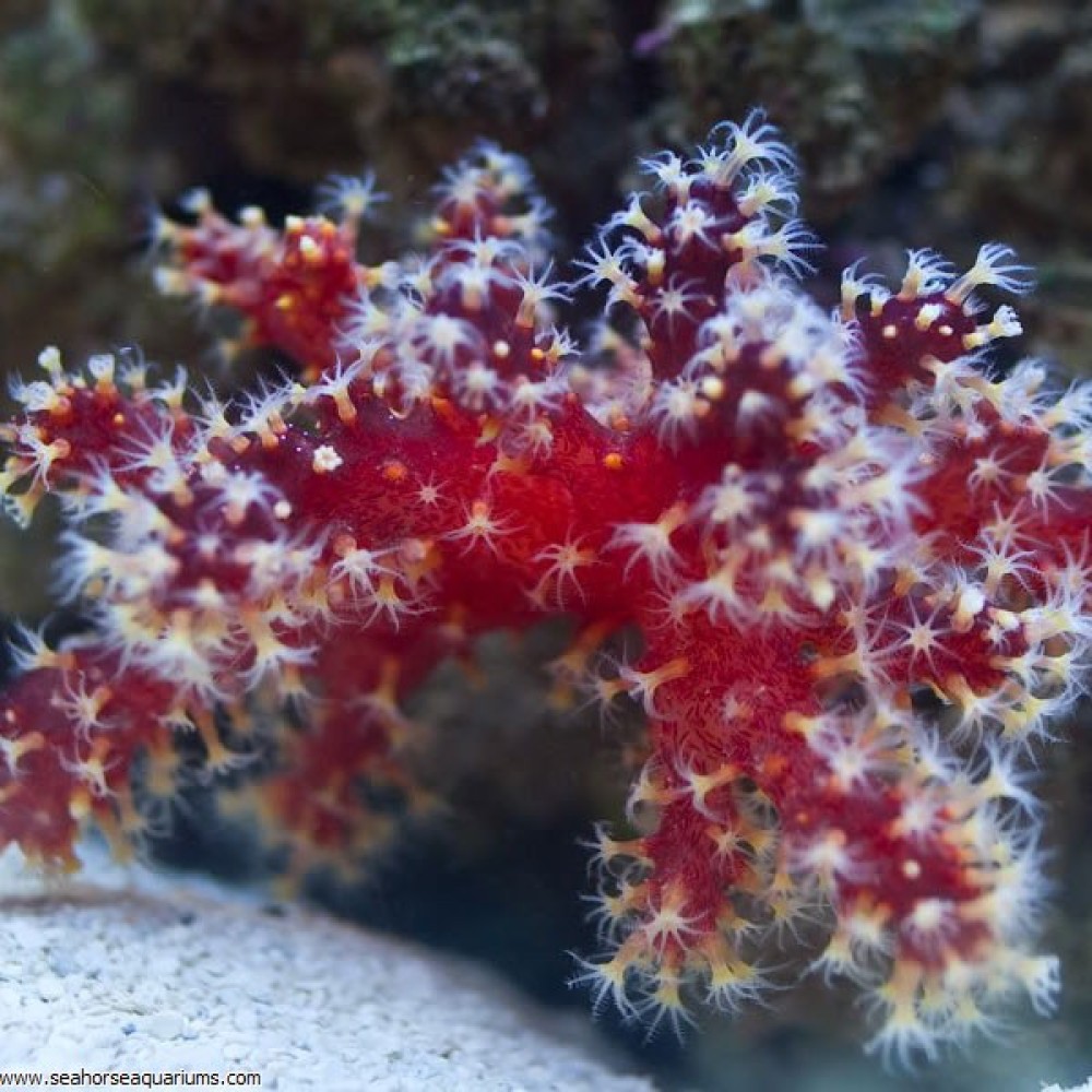 Chilli Coral