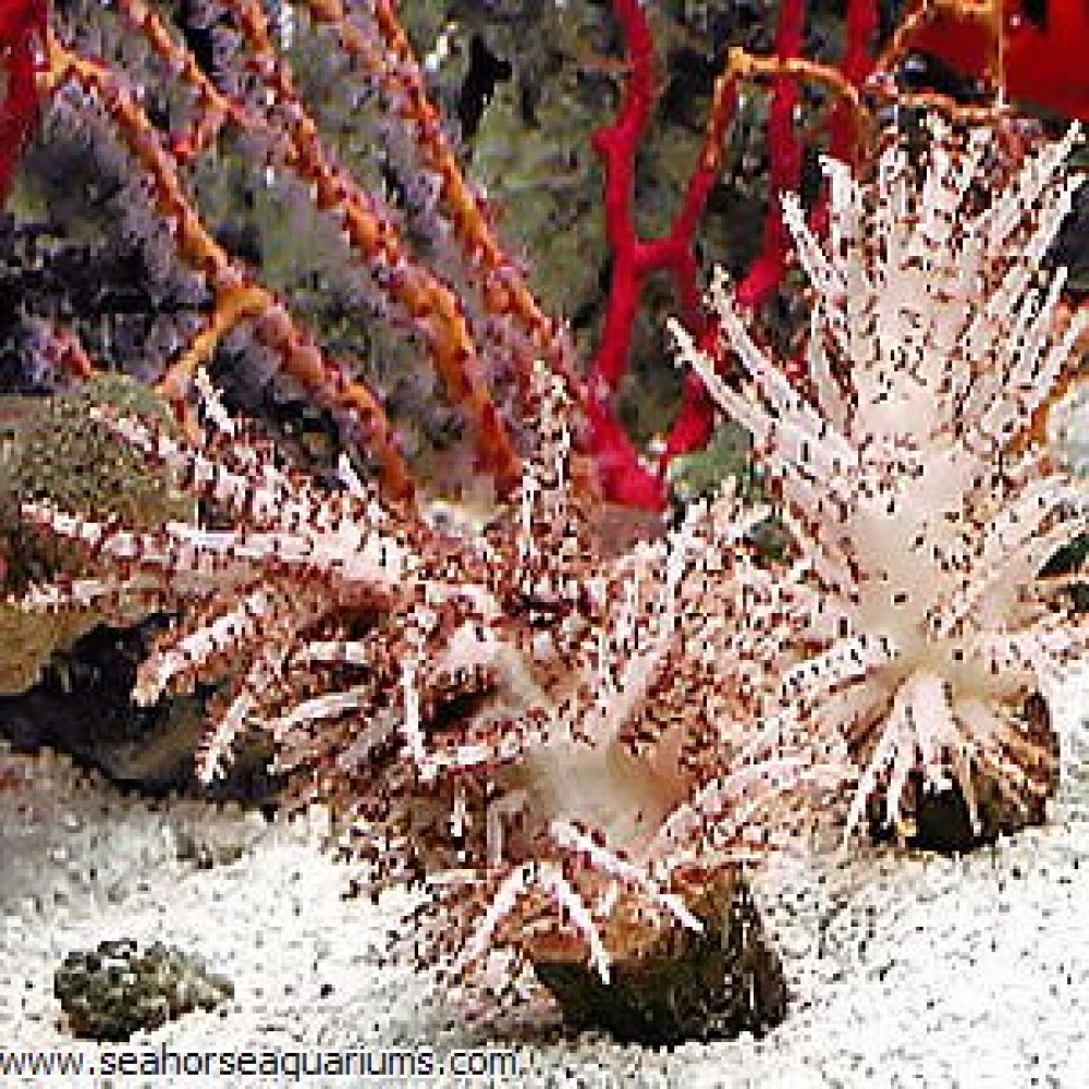 Christmas Tree Coral - Small