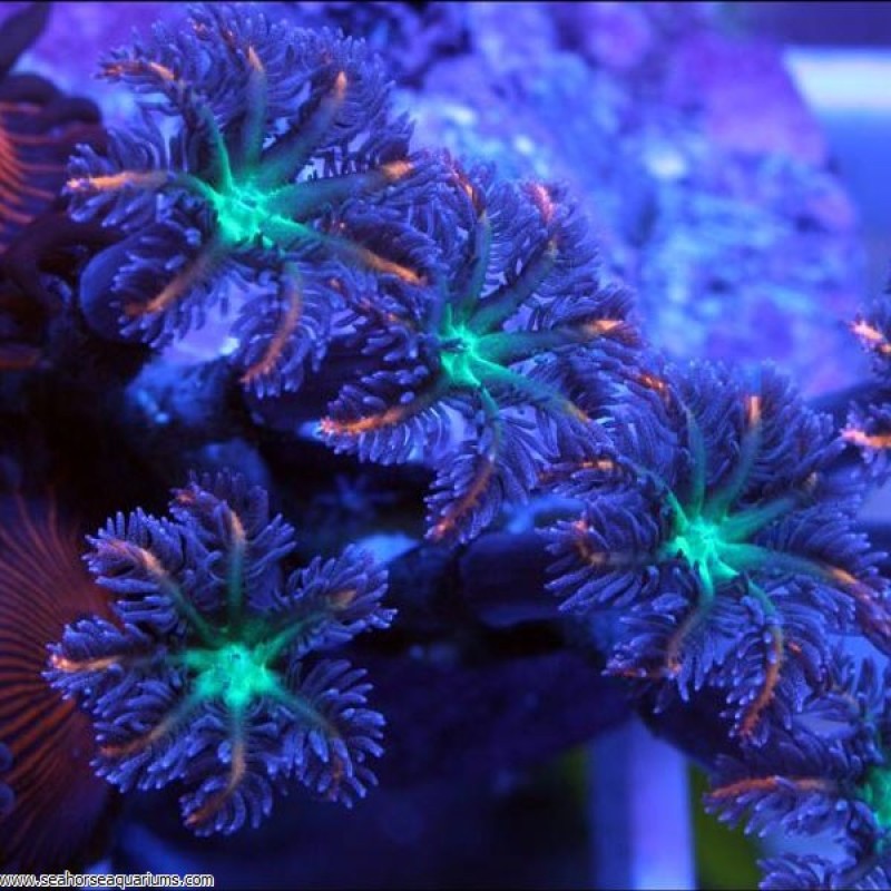 Clove Coloured (Per Polyp)