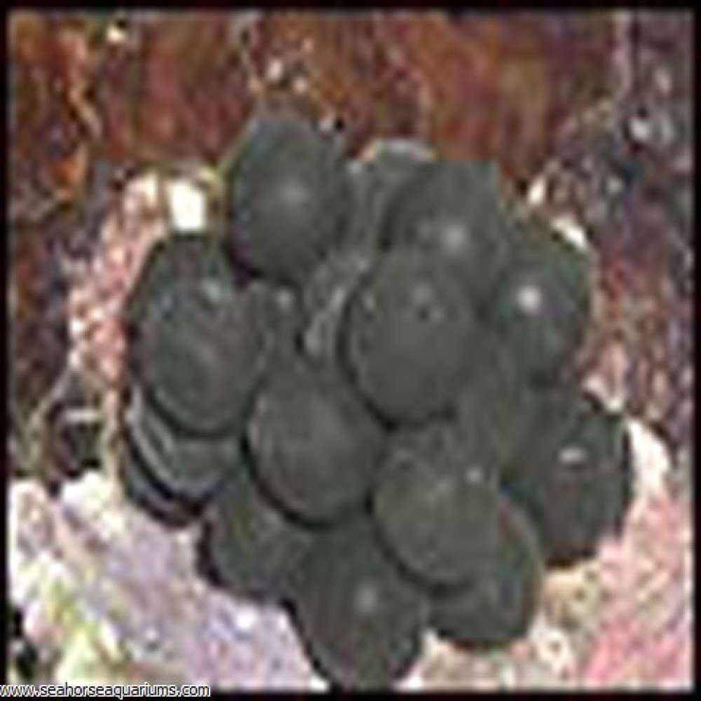 Cluster of Cuttlefish Eggs     - Large