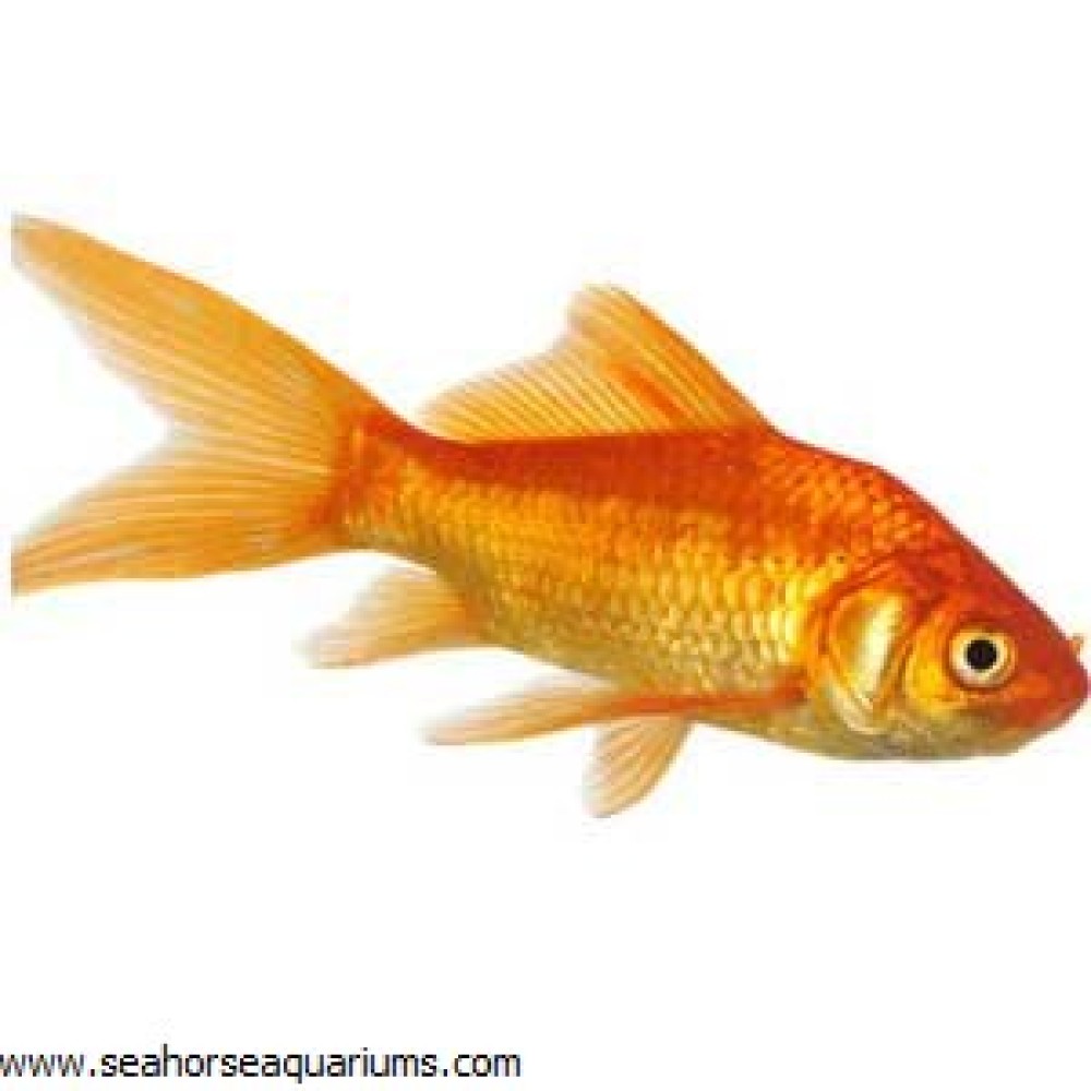 Common Goldfish 