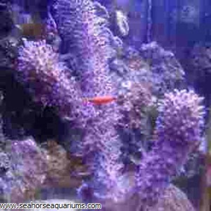 Corky Sea Finger - Small