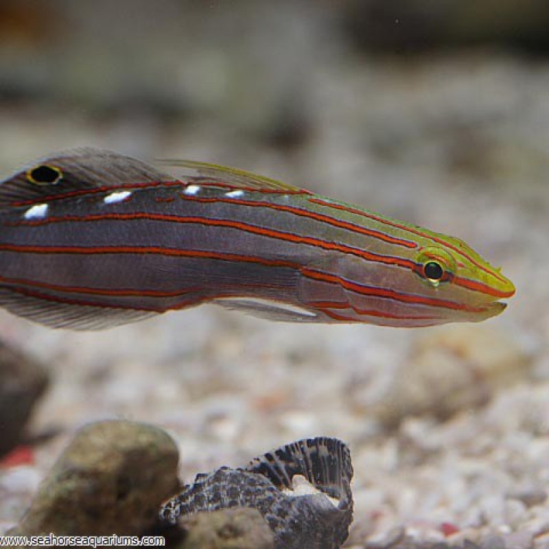 Court Jester Goby - Small