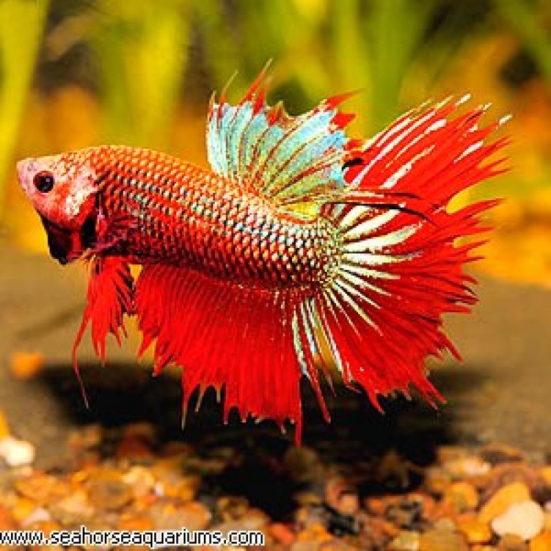 Crown tail betta - Large