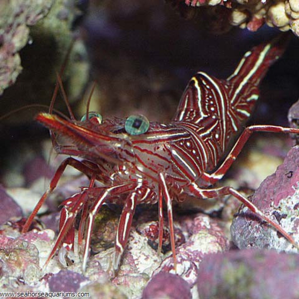 Dancing shrimp - Small
