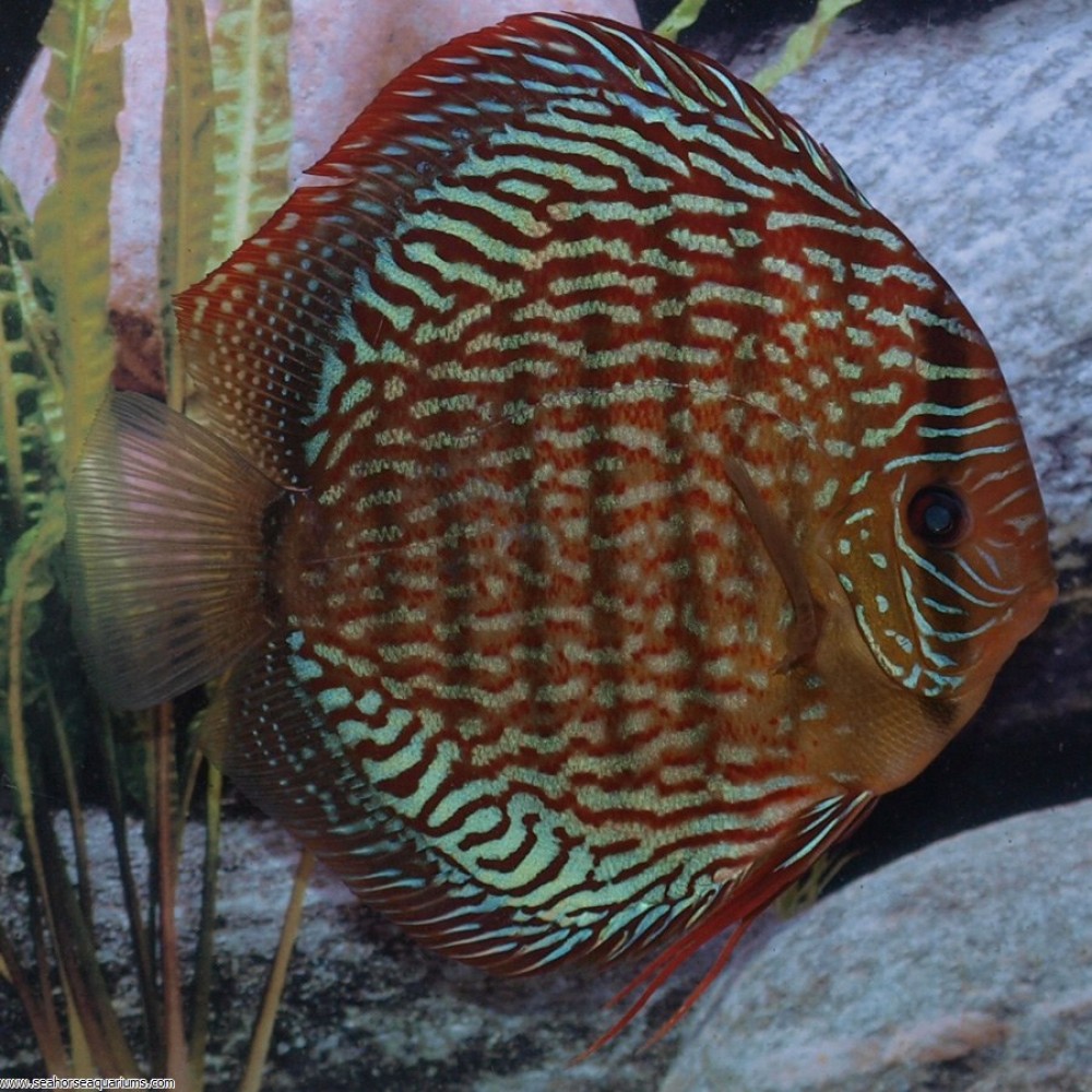 Red Scribble Discus