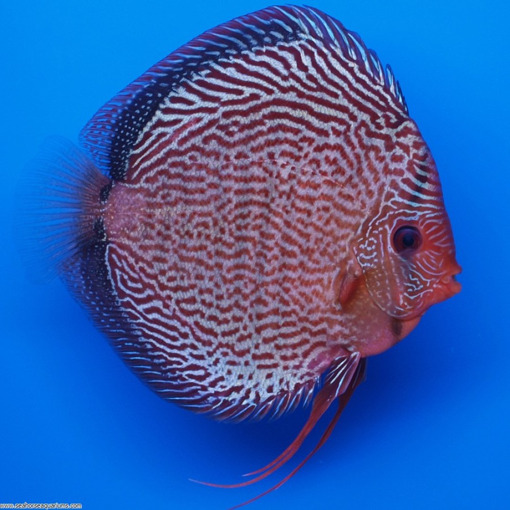 Snakeskin Red Discus