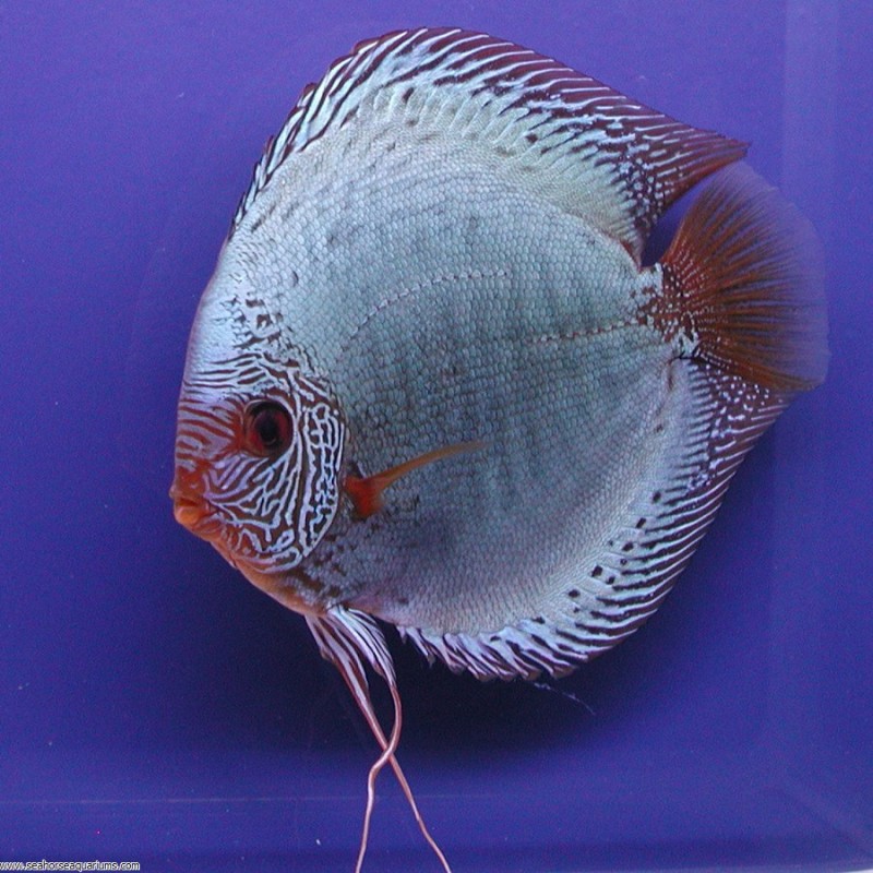Solid Snakeskin Discus