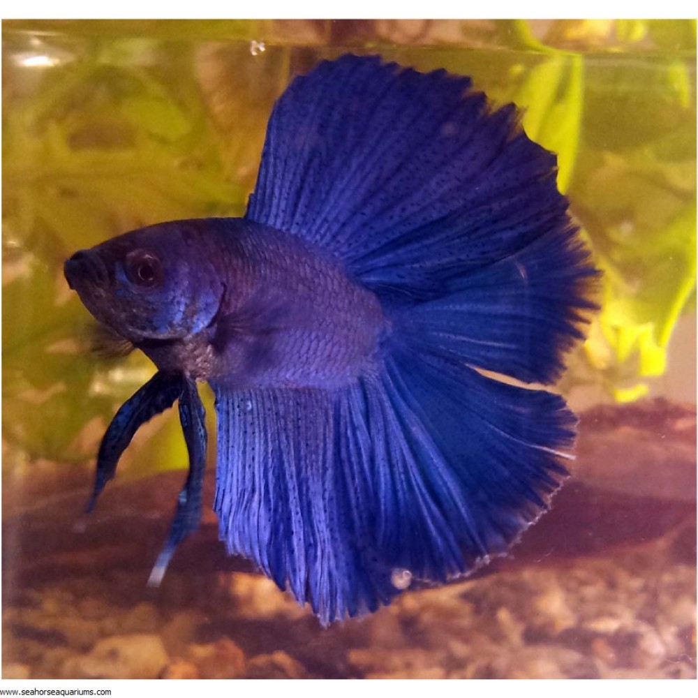 Double tail betta - Large