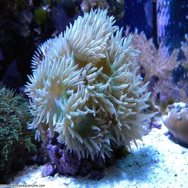Duncan Coral (Per Polyp)