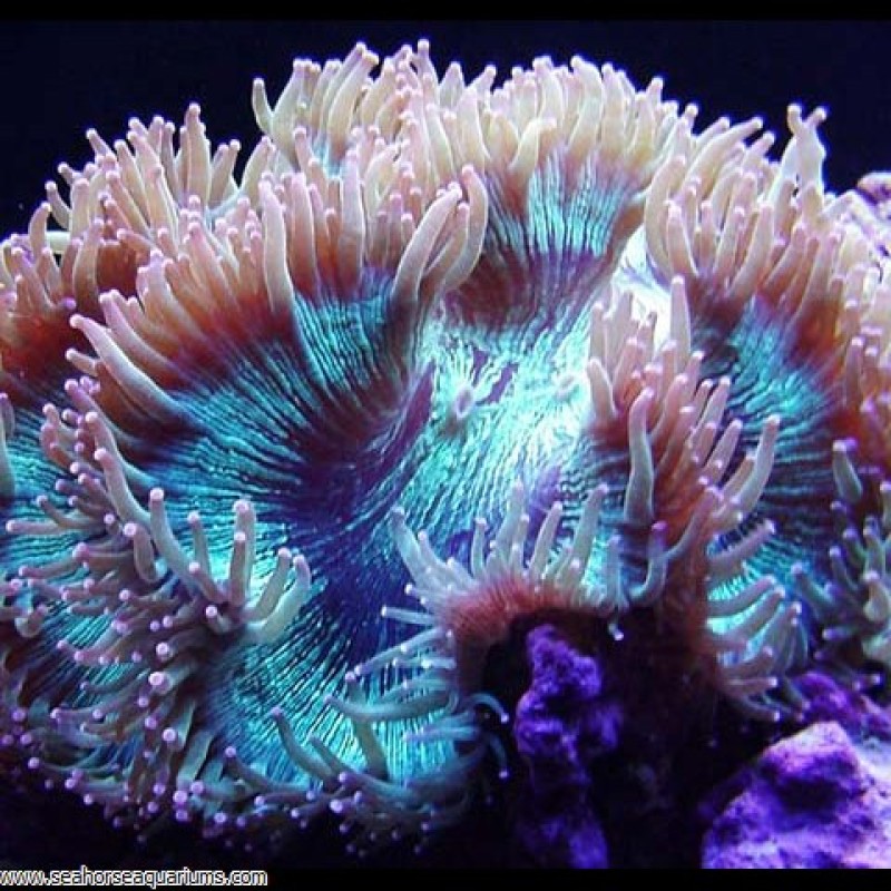 Elegance Coral - Small