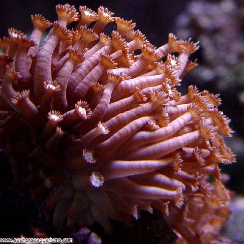 Flowerpot Red / Purple Coral - Small