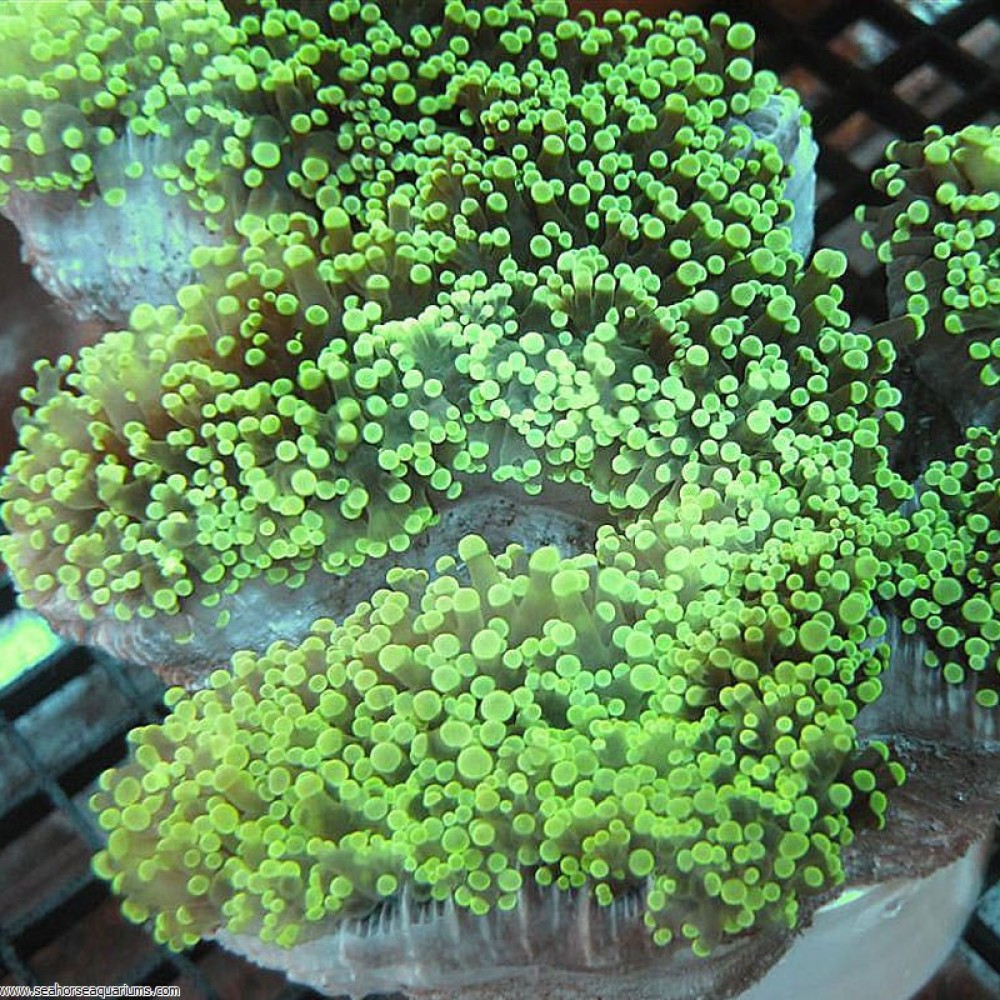 Frogspawn Coral - Small