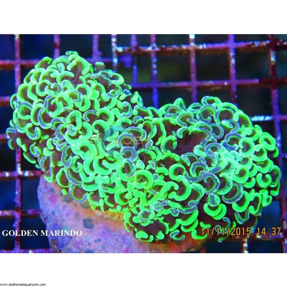 Euphyllia ancora