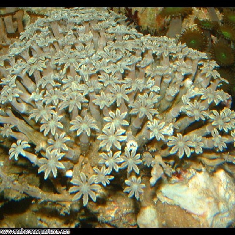 Daisy Polyps - Small