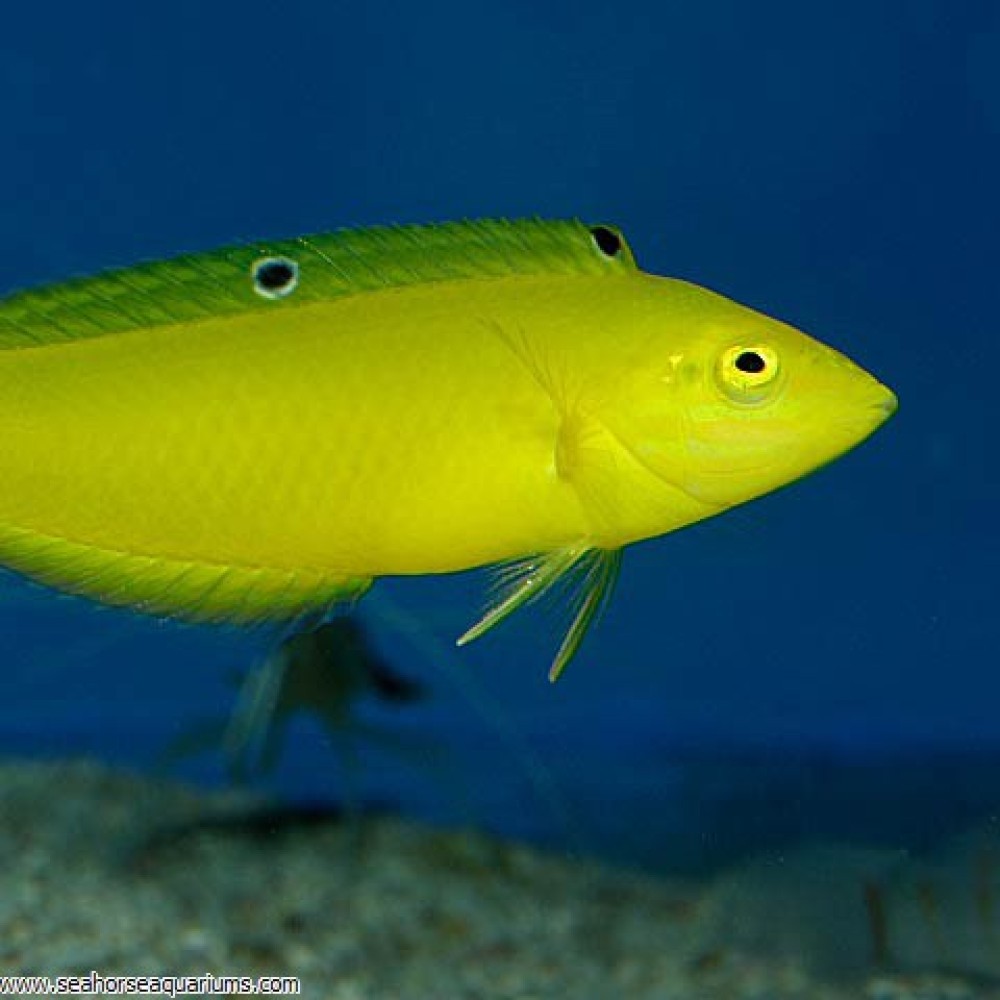 Golden Wrasse - Small