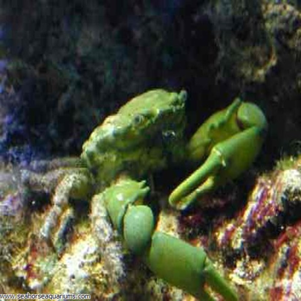 Green Emerald Crab