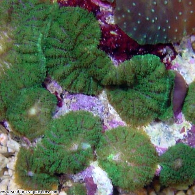 Green Mushroom - Small