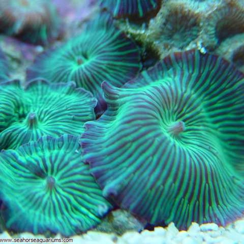Green Stripped Mushrooms - Small
