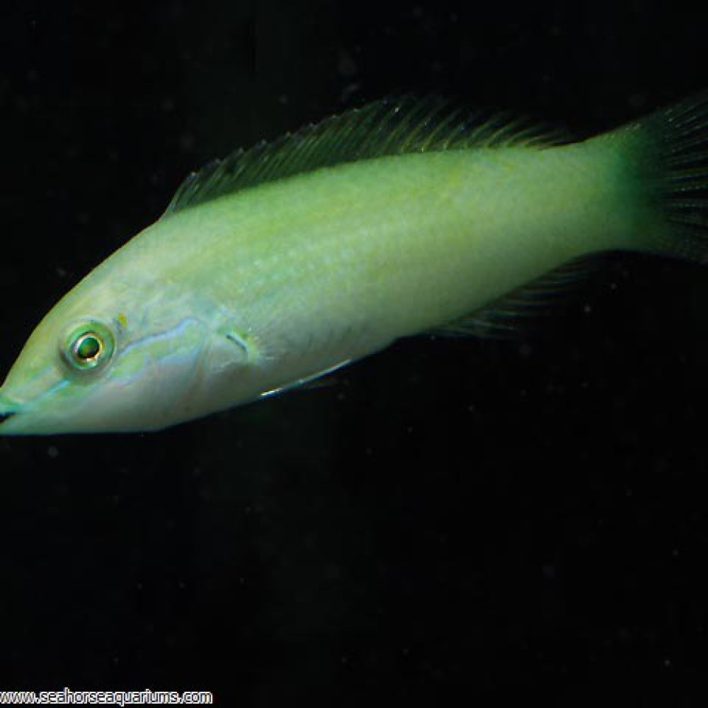 Green Wrasse - Small