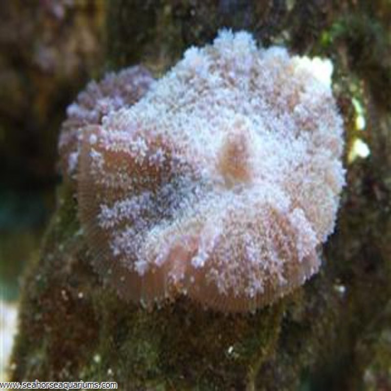 Hairy Mushrooms - Medium