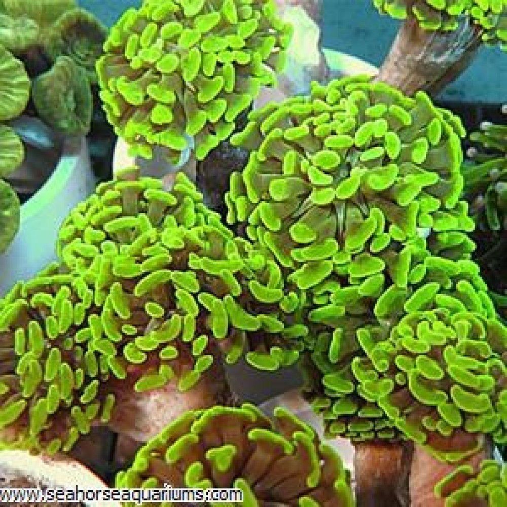 Hammer Coral Branch Per Polyp