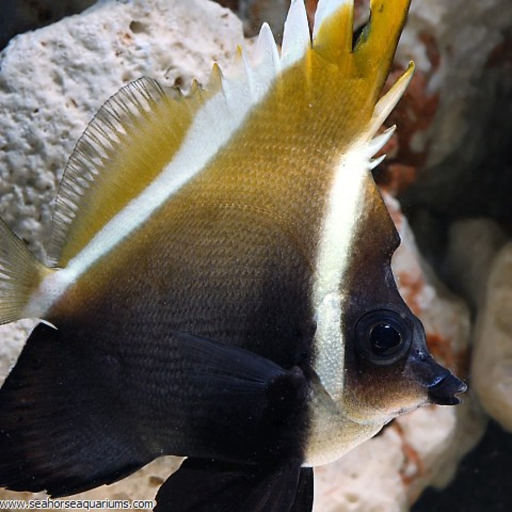 Humphead bannerfish