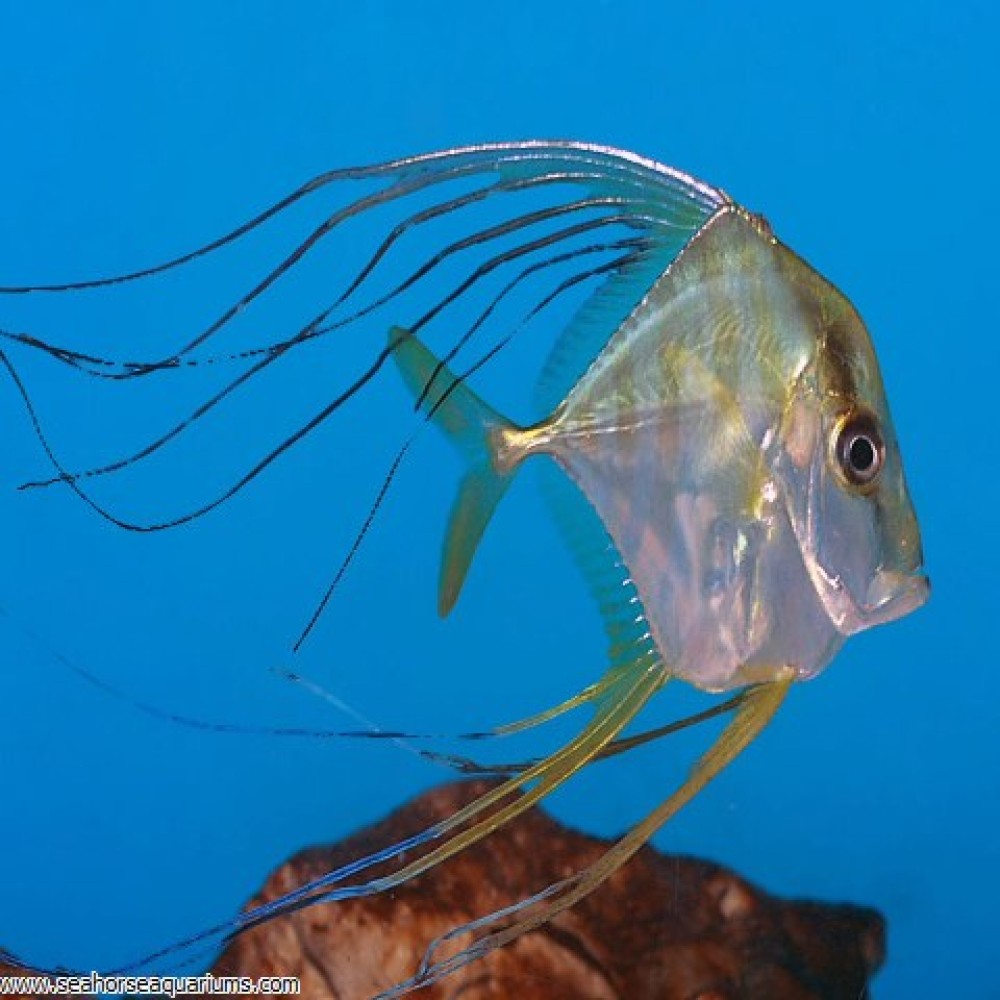 Indian Treadfish - Small