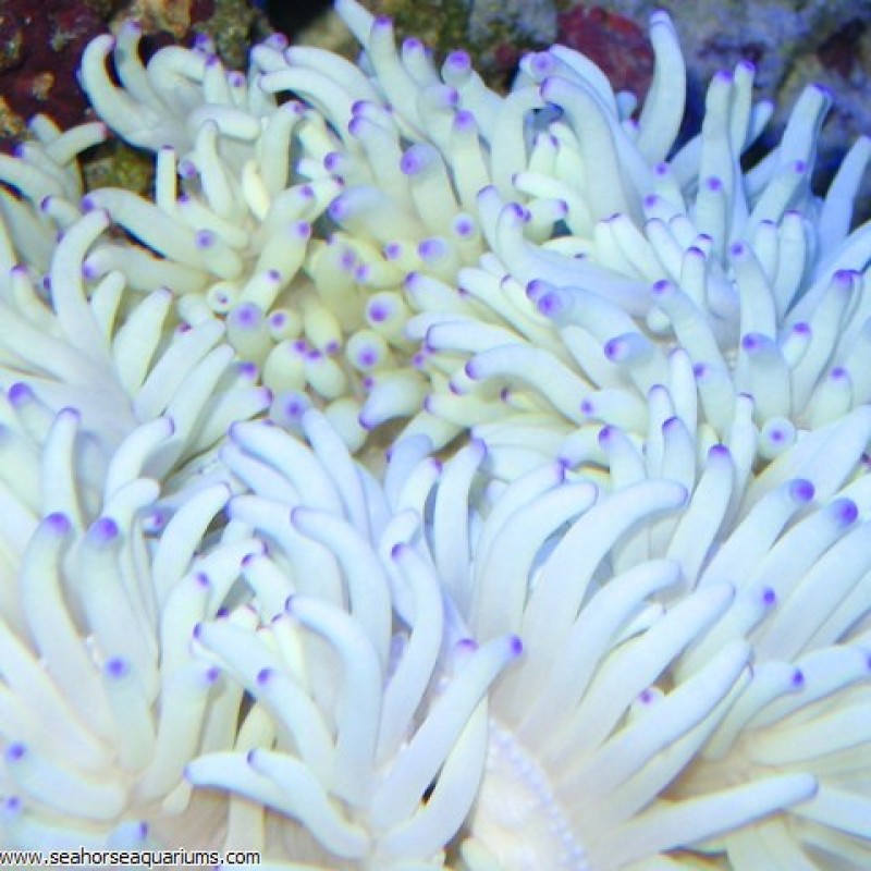 Malu Anemone - Small