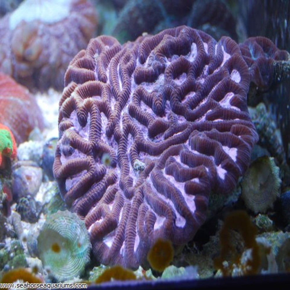Maze Coral - Small