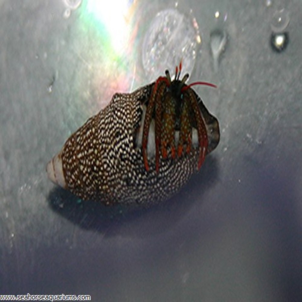 Mexican Red Tip Hermit - Large