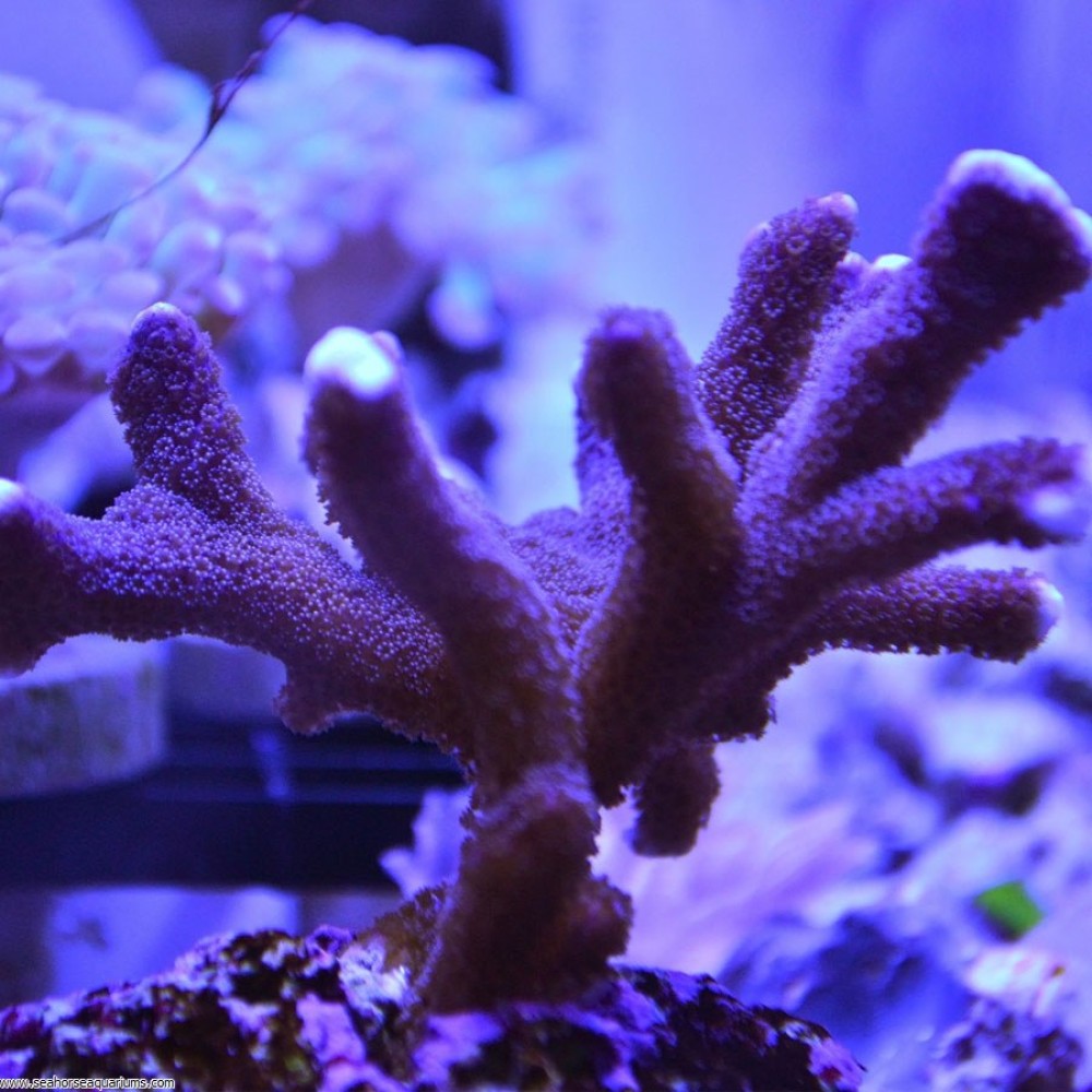 Montipora Branching Coral - Small