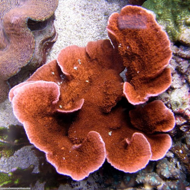 Montipora Coral Plating - Small