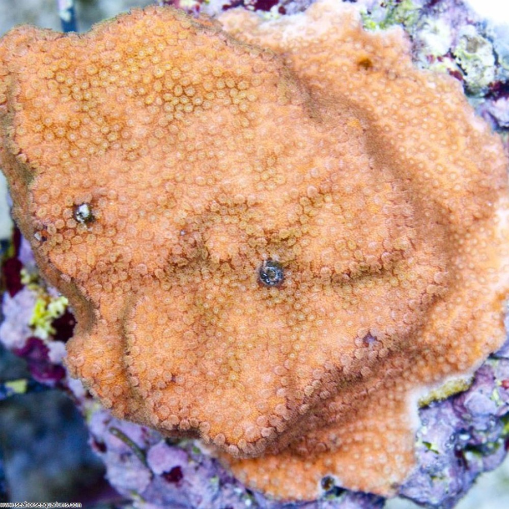 Montipora Coral Encrusting     - Small