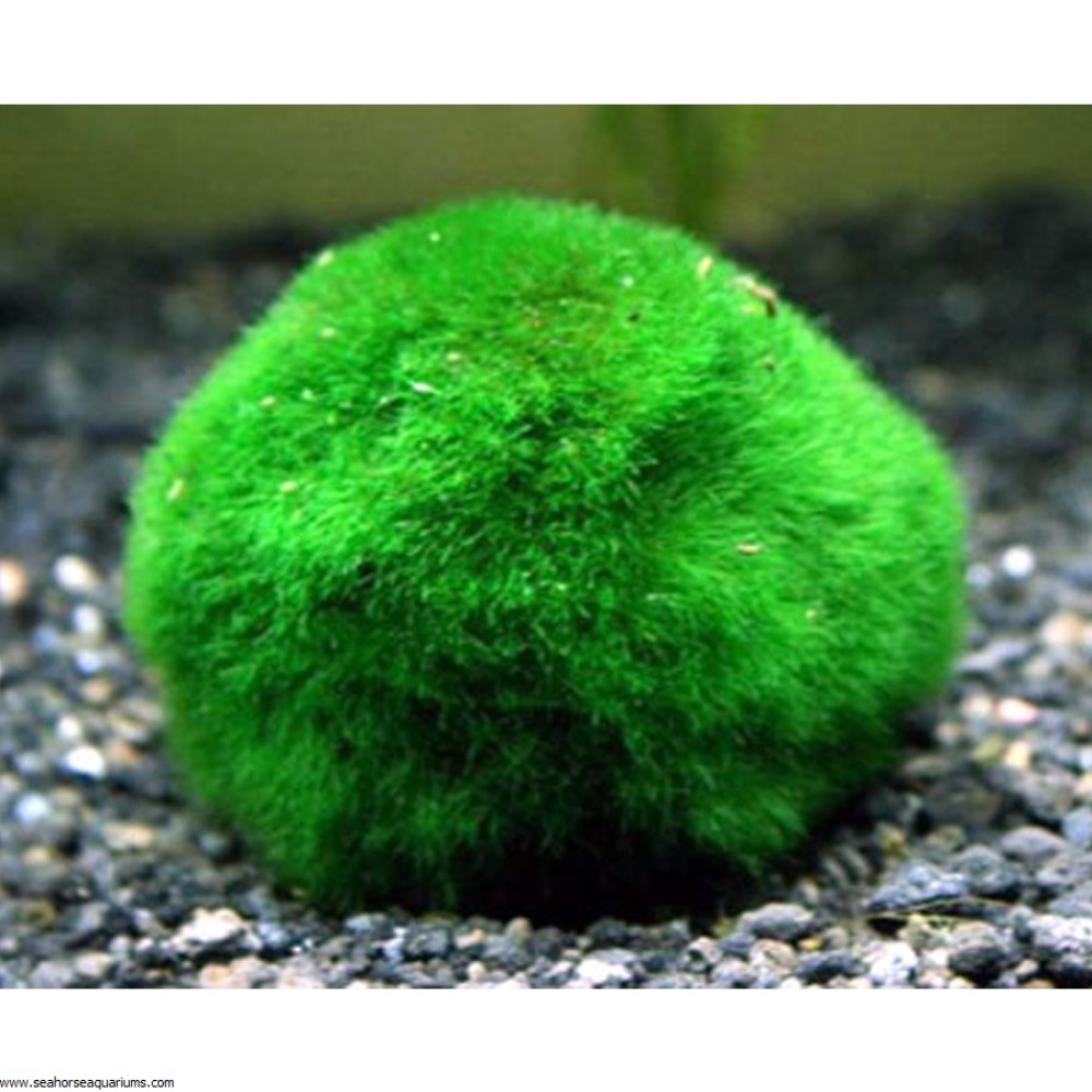 Rising japanese moss balls