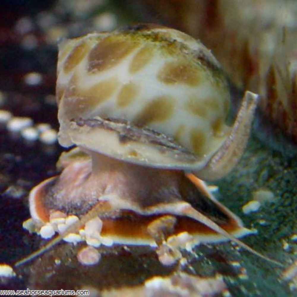 nassarius snails common