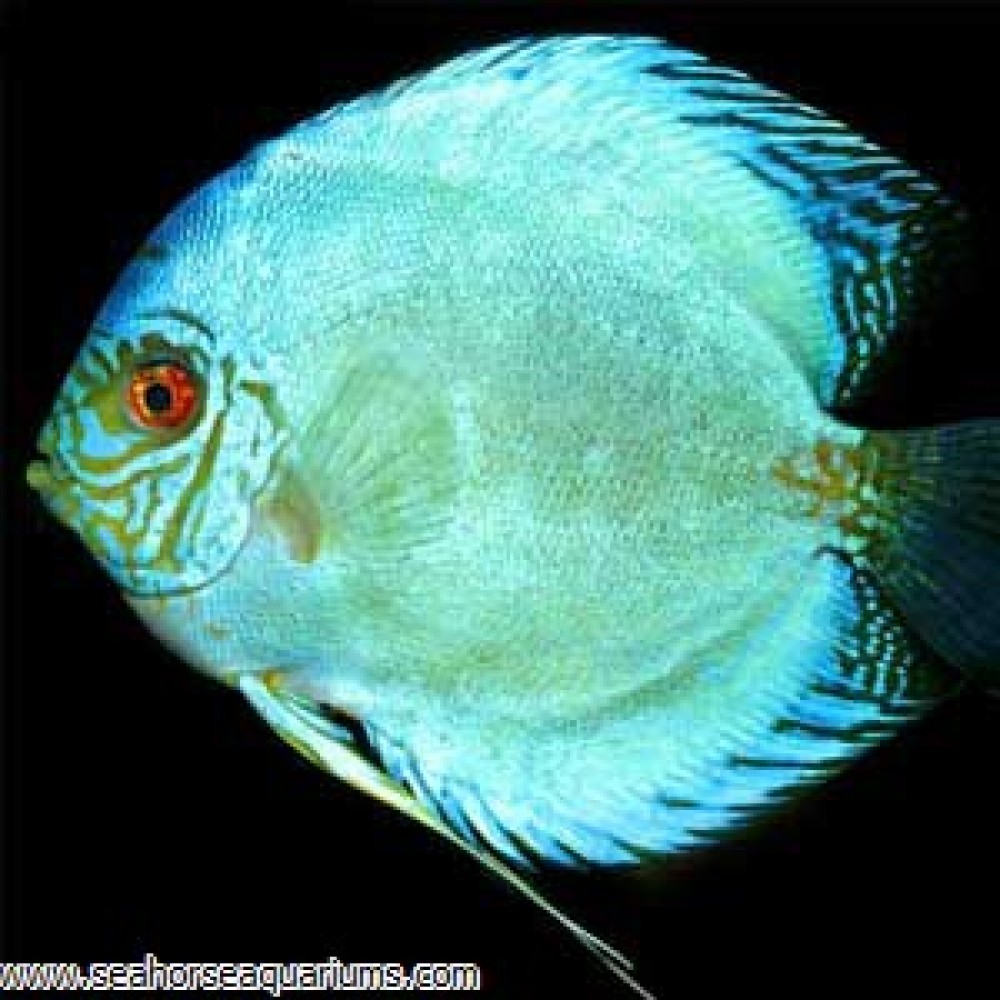 Neon Blue Discus Small