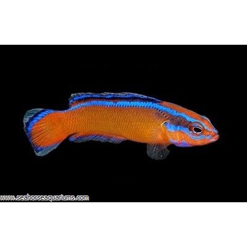 Neon Pseudochromis - Small