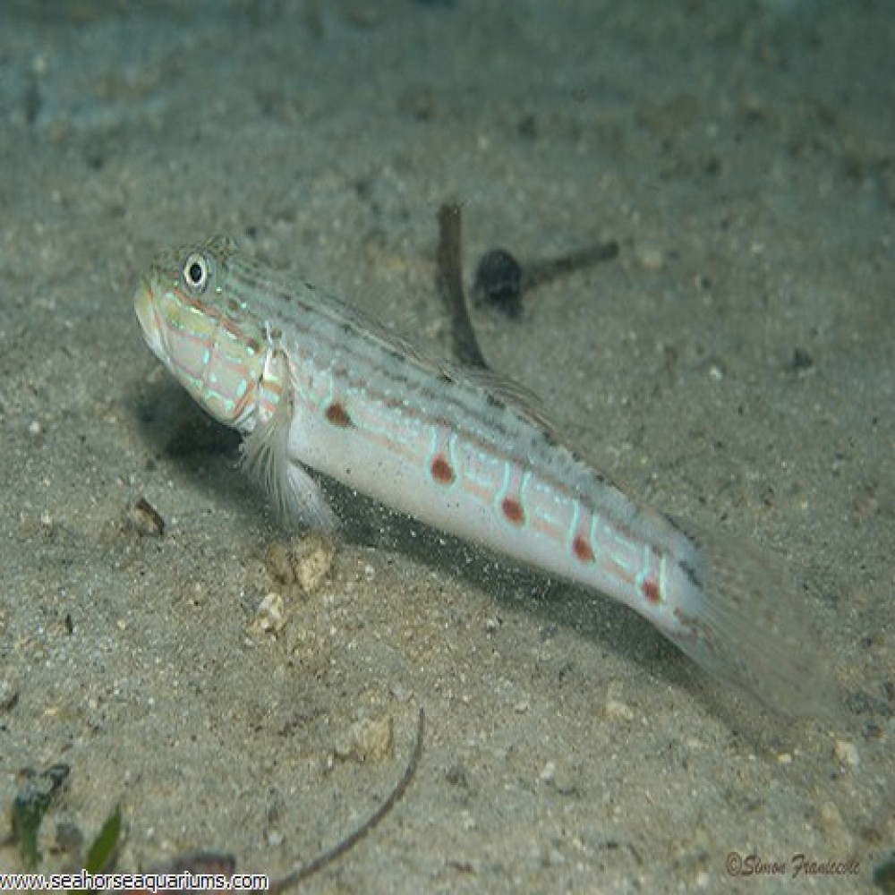 Occelated Gudgeon - Small