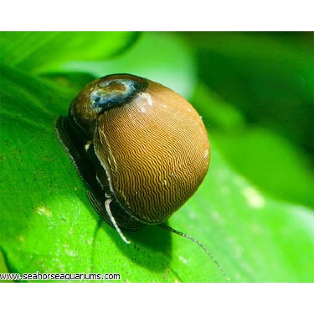Olive Nerita Snail - Medium