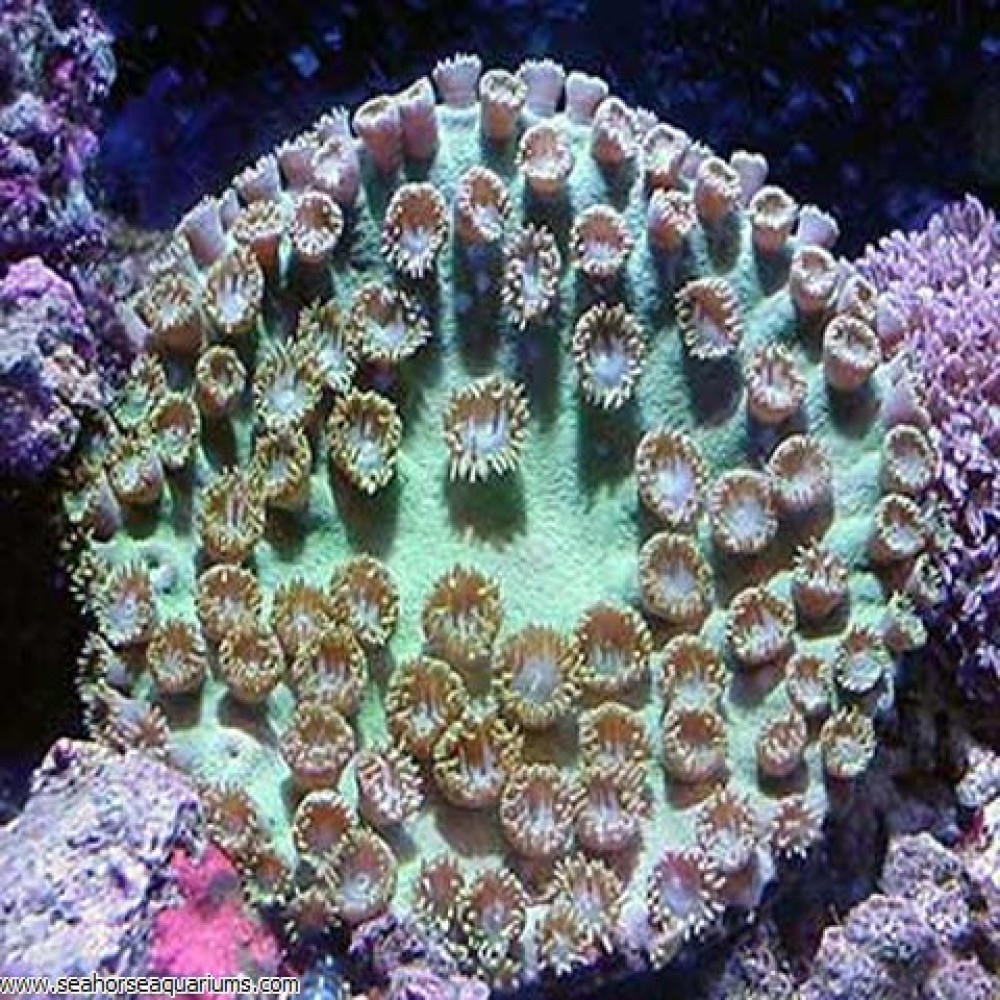 Pagoda Cup Coral - Small