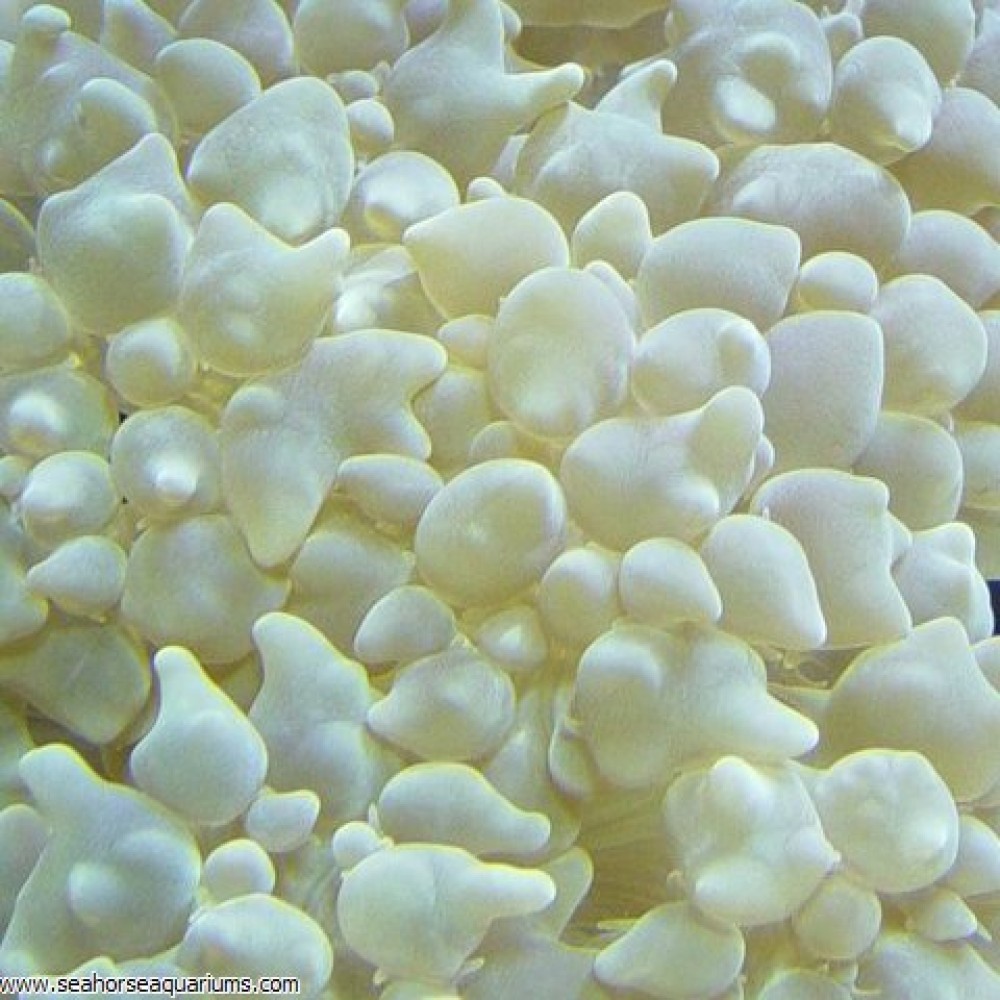 Pearl Coral - Small