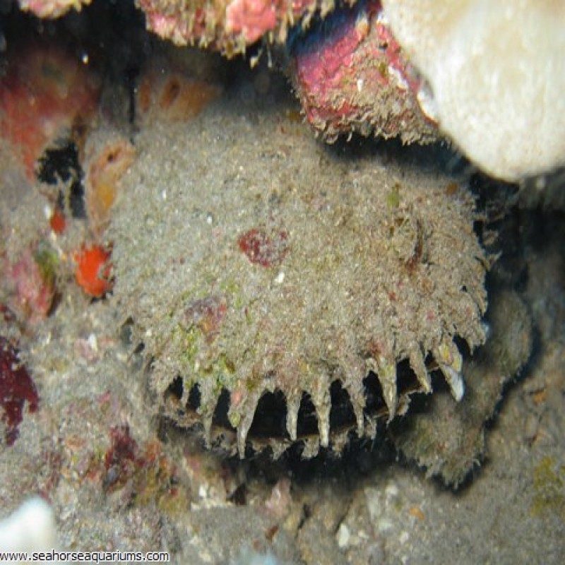 Pearl Oyster - Large