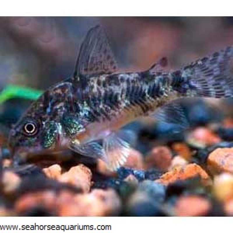 Peppered Cory Cat - Large